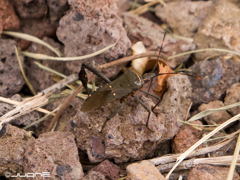 File:Leptoglossus australis.jpg