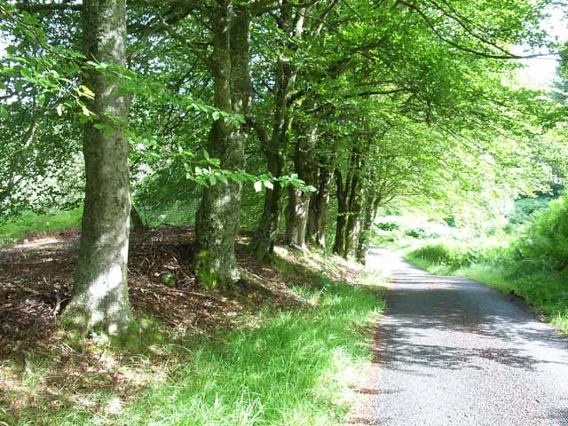 File:Light and shade, Sidwood, Kielder Forest - geograph.org.uk - 213119.jpg