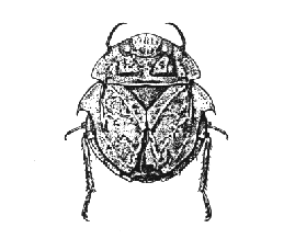 <i>Limnocoris</i> Genus of true bugs