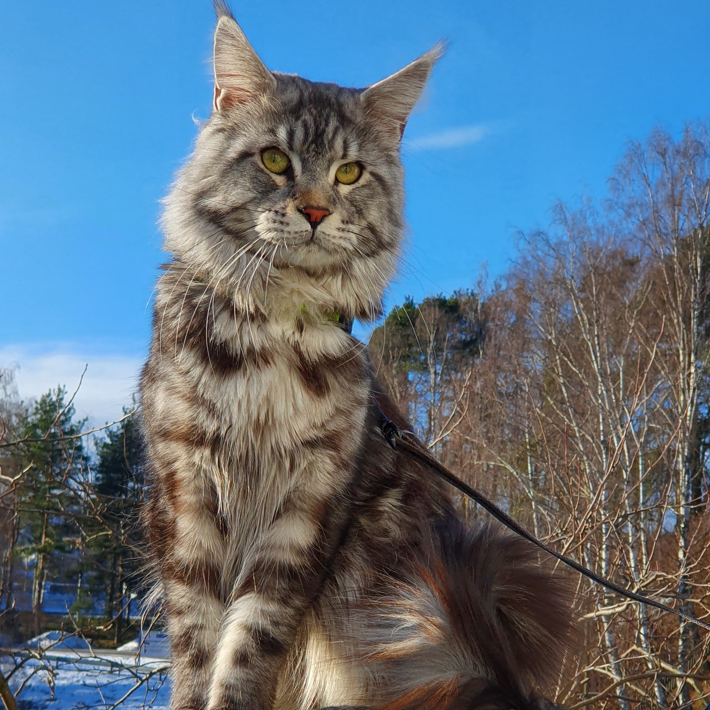 ihærdige barbering absorberende Maine coon – Wikipedia