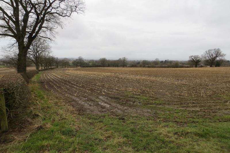 File:Maize stubble, Weston Lullingfields - geograph.org.uk - 4354960.jpg