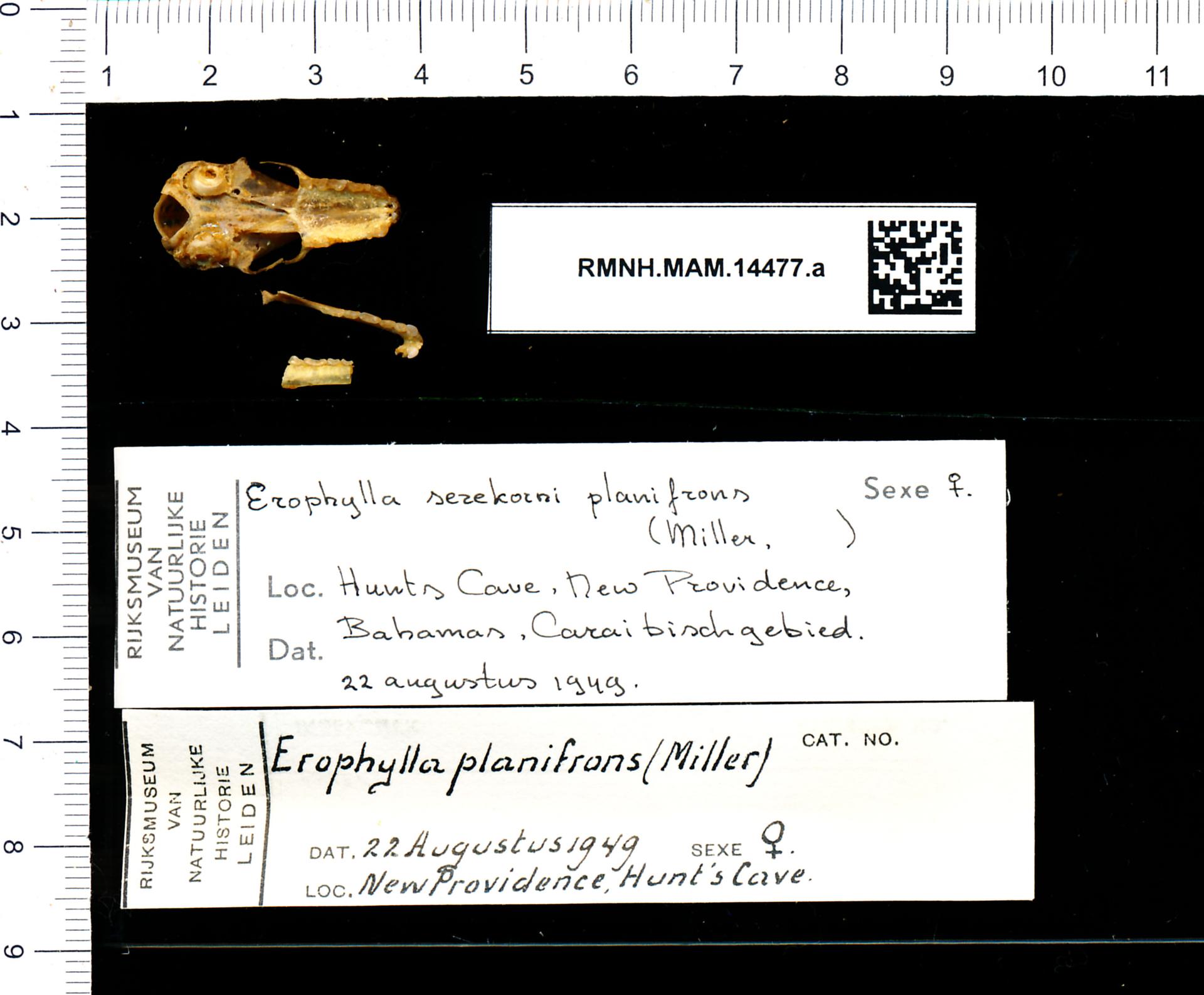 Naturalis_Biodiversity_Center_-_RMNH.MAM.14477.a_pal_-_Erophylla_sezekorni_planifrons_-_skull.jpeg