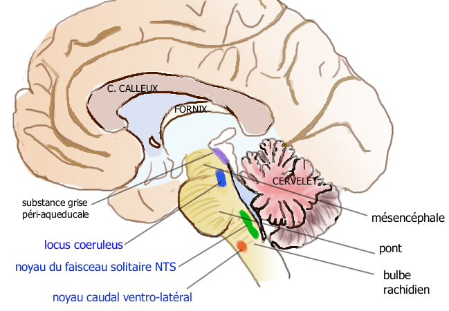 File:Neurones noradrenergiques.png