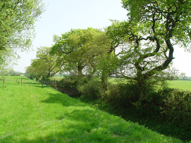 File:Oak Trees by the Bubwith and Harlthorpe Drain - geograph.org.uk - 793265.jpg