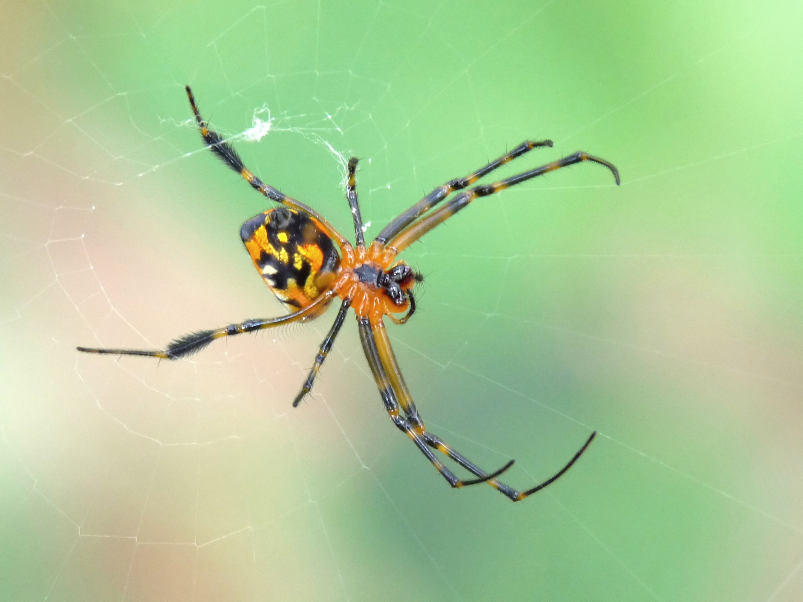 Pear-shaped Opadometa fastigata P2090844, This spider has t…