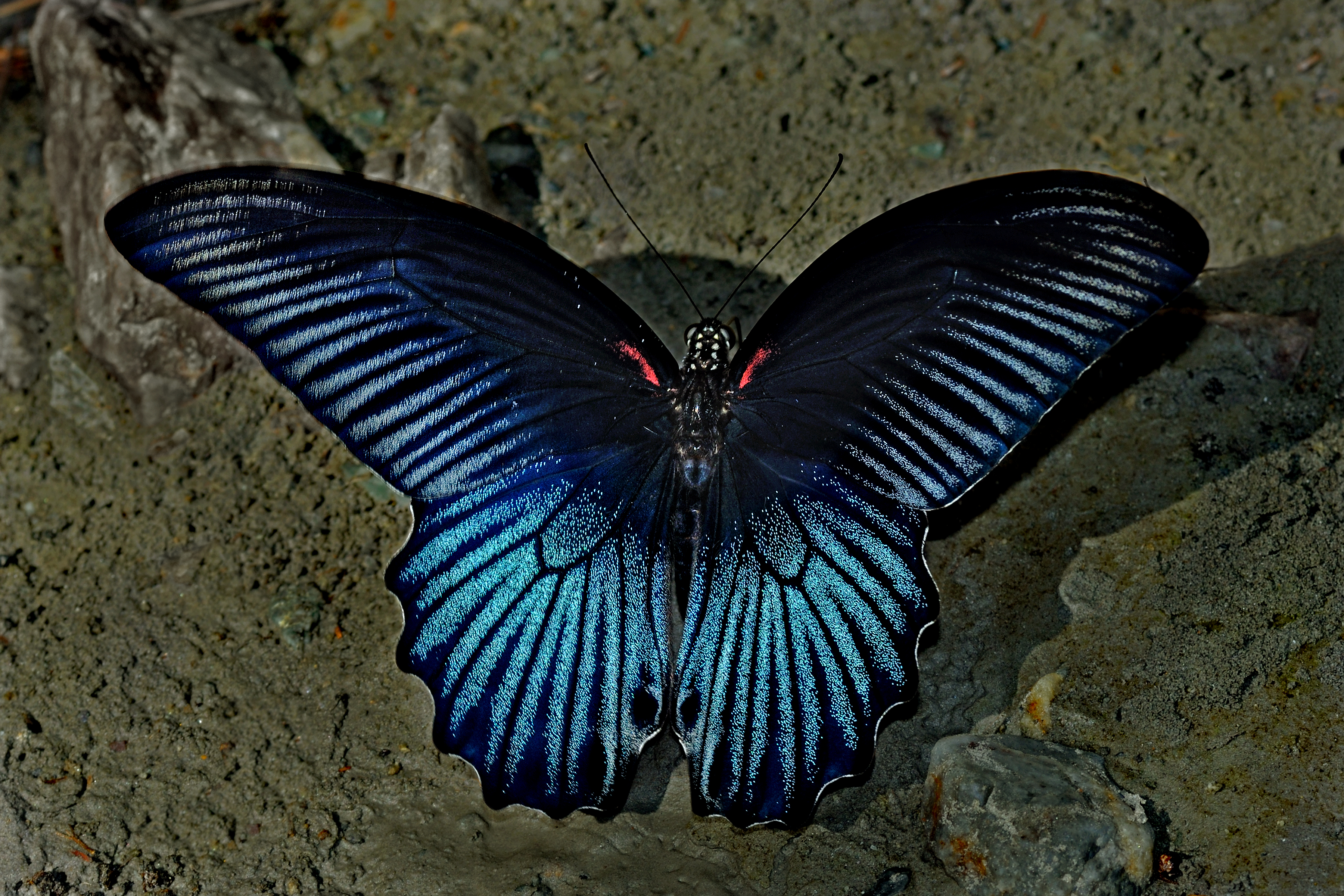 Papilio Memnon