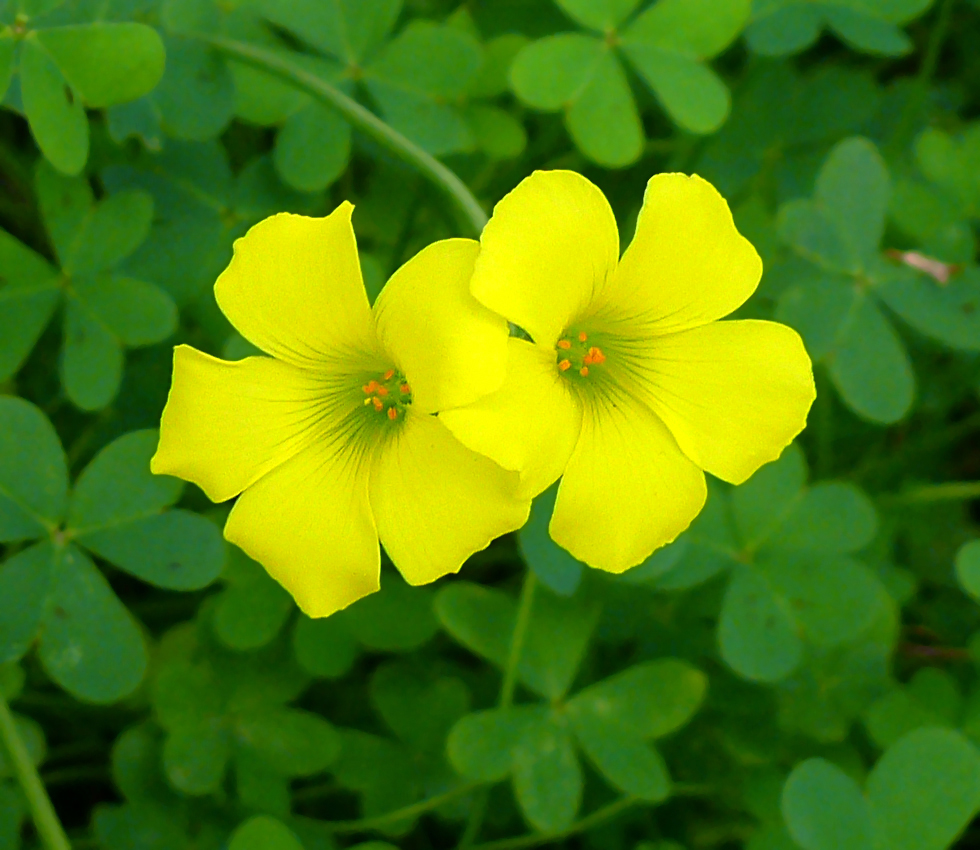 Зеленый 6 букв. Козья Кислица. Oxalis PES-caprae. Кислица Клевер. Oxalis lobata.