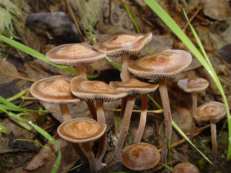 File:Panaeolus.subbalteatus.3.jpg