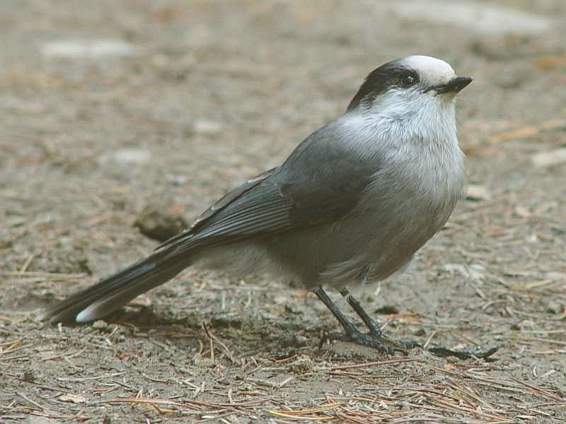 File:Perisoreus canadensis 001.jpg