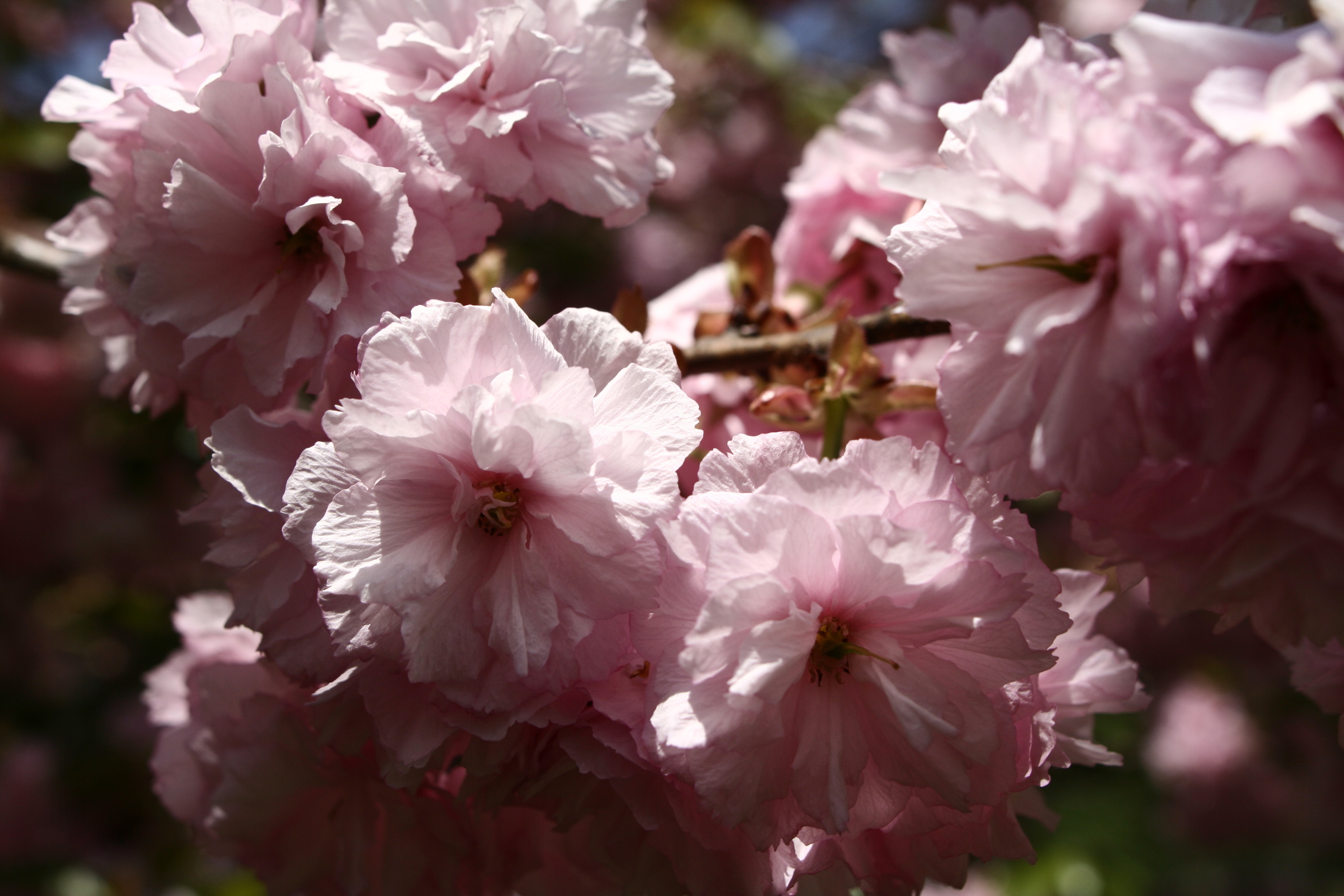 File:Pink-tree-blossom-spring - West Virginia ...