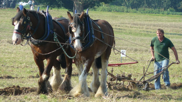 Ploughing Match at Loseley - geograph.org.uk - 1159797
