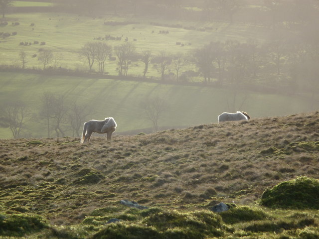 Ponies graze on Y Gaer Fawr - geograph.org.uk - 2754778