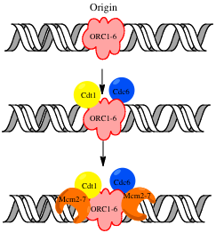 Pre-RC assembly involves the assembly of the ORC subunits, Cdc6 and Cdt1 and the Mcm2-7 complex Pre-RC.png