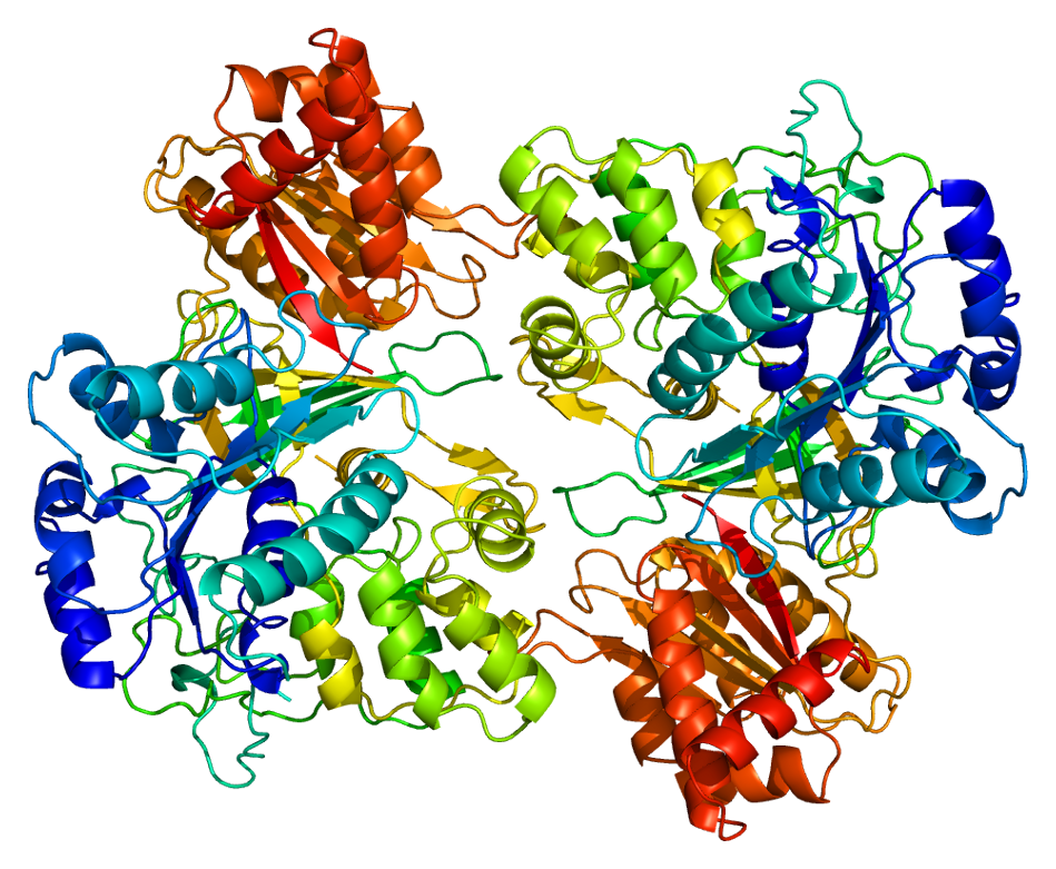 Цитохром p450. Фермент NADPH цитохром p450 редуктаза. Cytochrome p450 Protein. Ферменты изображения. Ферменты п