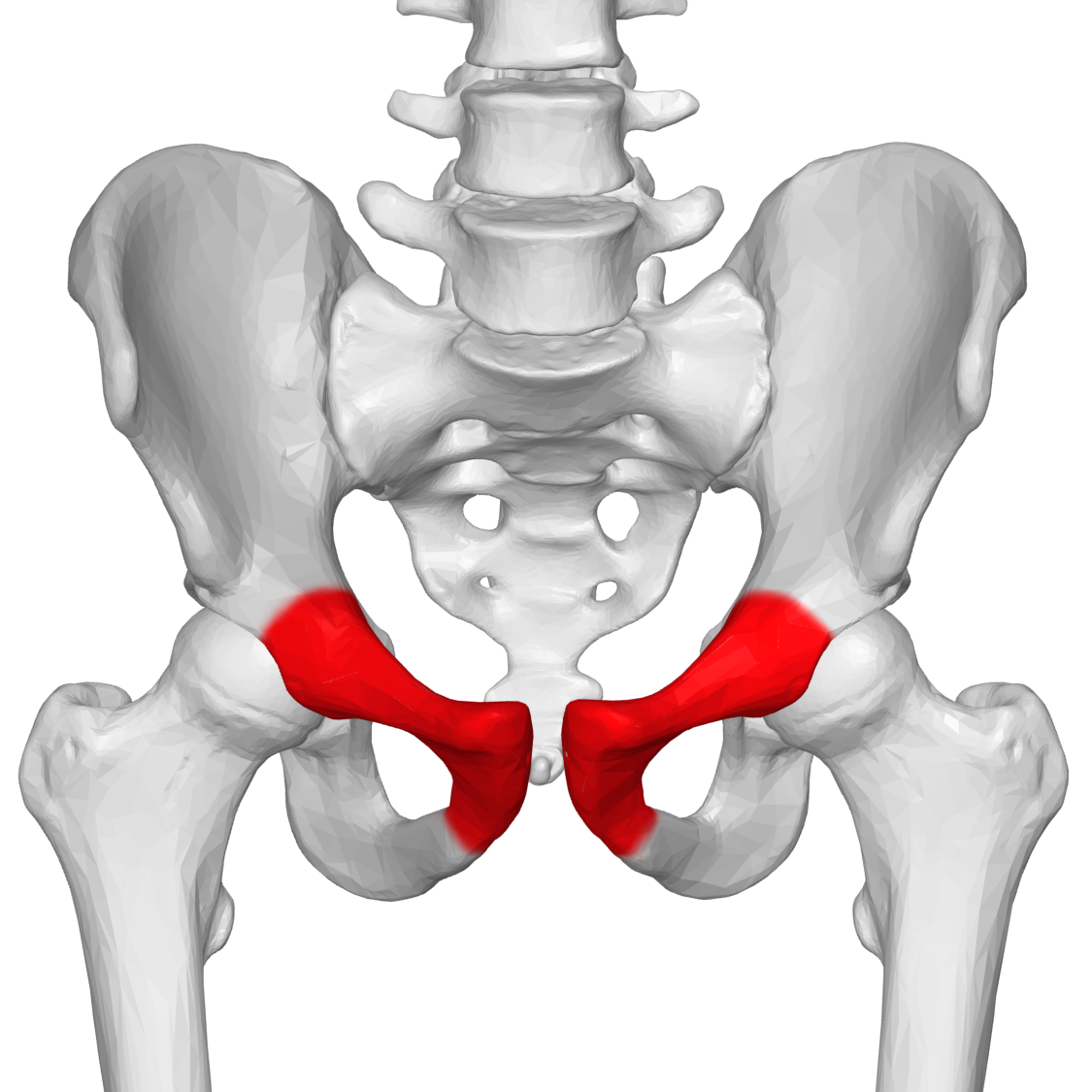 Лобковые кости фото. Тазовая кость лобковая кость. Лобковая кость (pubis). Лобковая лонная кость. Лобковая кость (os pubis).