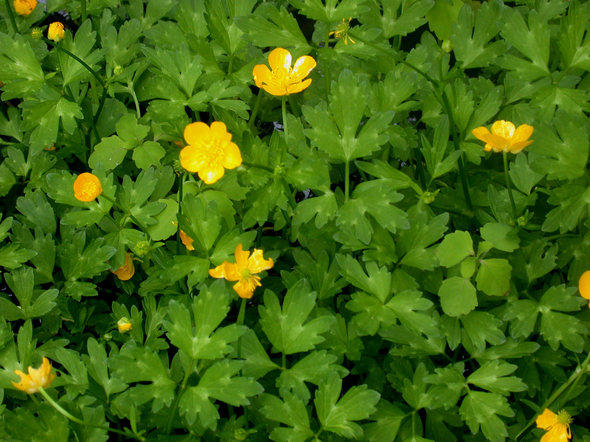 Ranunculus graminifolia