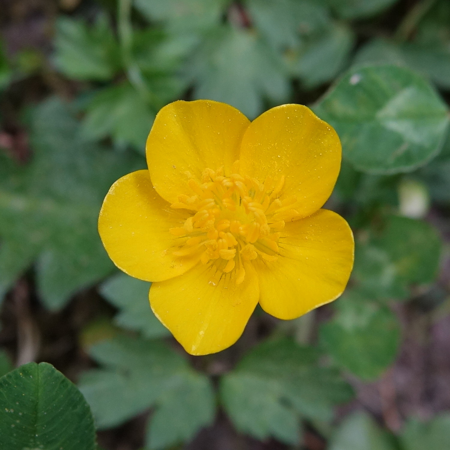 File:Renoncule rampante (Ranunculus repens).jpg - Wikimedia Commons