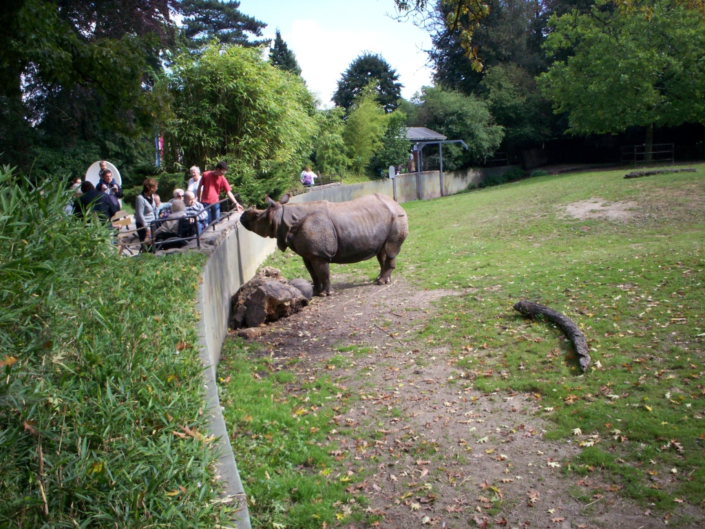 Bestand:Rhino in Planckendael, Belgium.jpg - Wikipedia