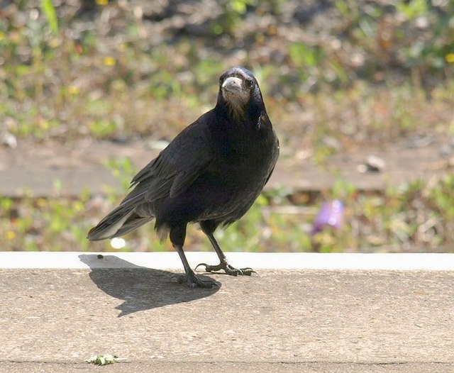 File:Rook, Newton Abbot station - geograph.org.uk - 905320.jpg