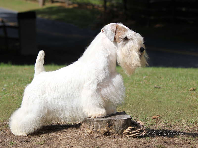 File:Sealyham Terrier - Solo.2.jpg - Wikimedia Commons