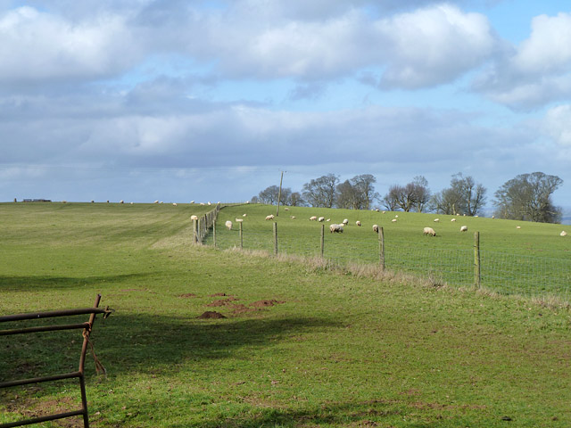 File:Sheep on Muswell Hill - geograph.org.uk - 3857929.jpg