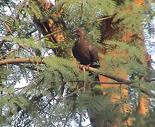 File:Spotted Dove I DSC04432.jpg