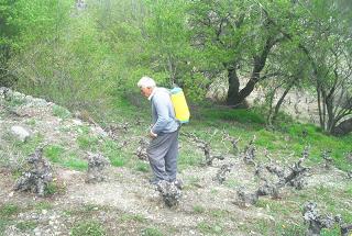 Spraying an orchard in Chandria, Cyprus.jpg