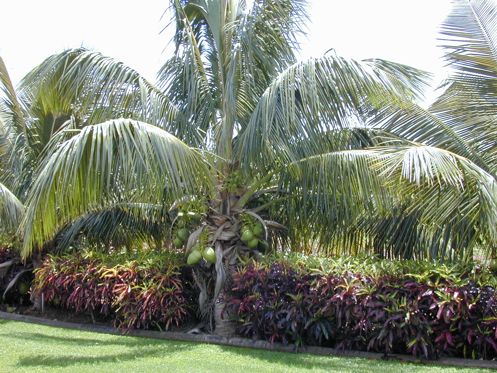 Кокосовая пальма в домашних условиях фото