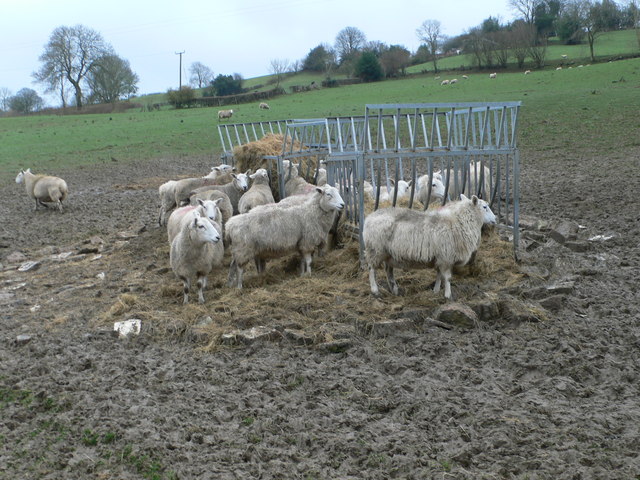 File:Supplementary feeding - geograph.org.uk - 624373.jpg