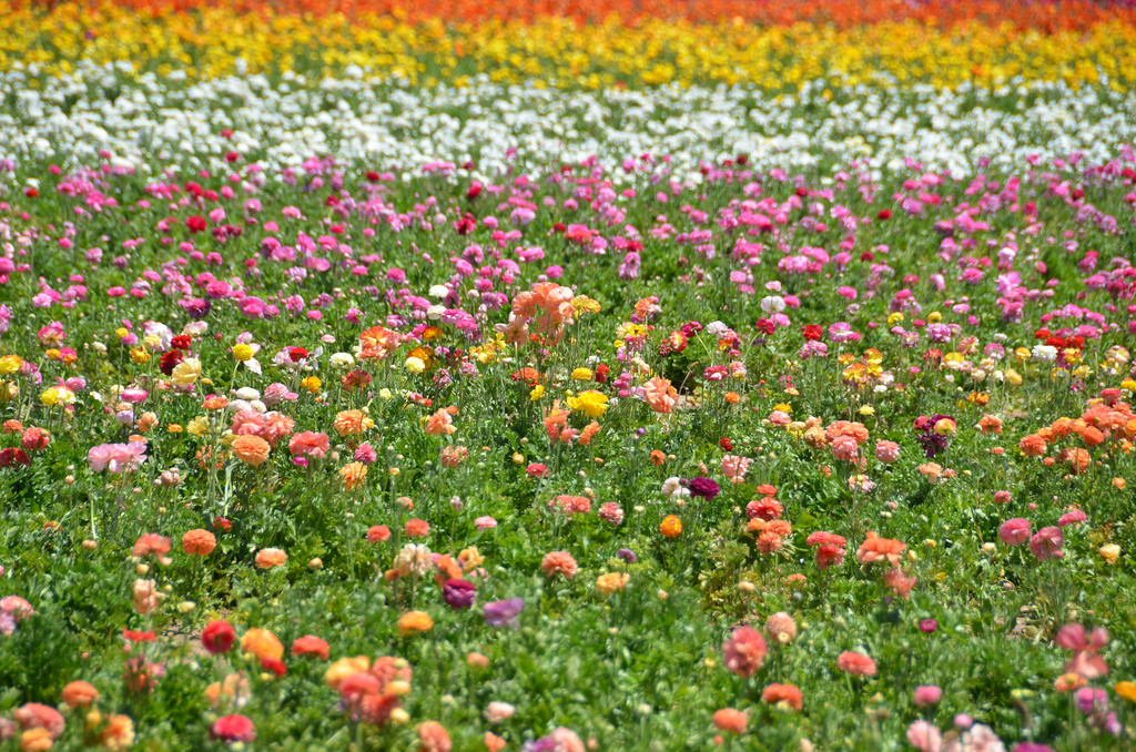 The Flower Fields - Wikipedia