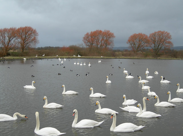File:The Whooper Pond - geograph.org.uk - 326009.jpg