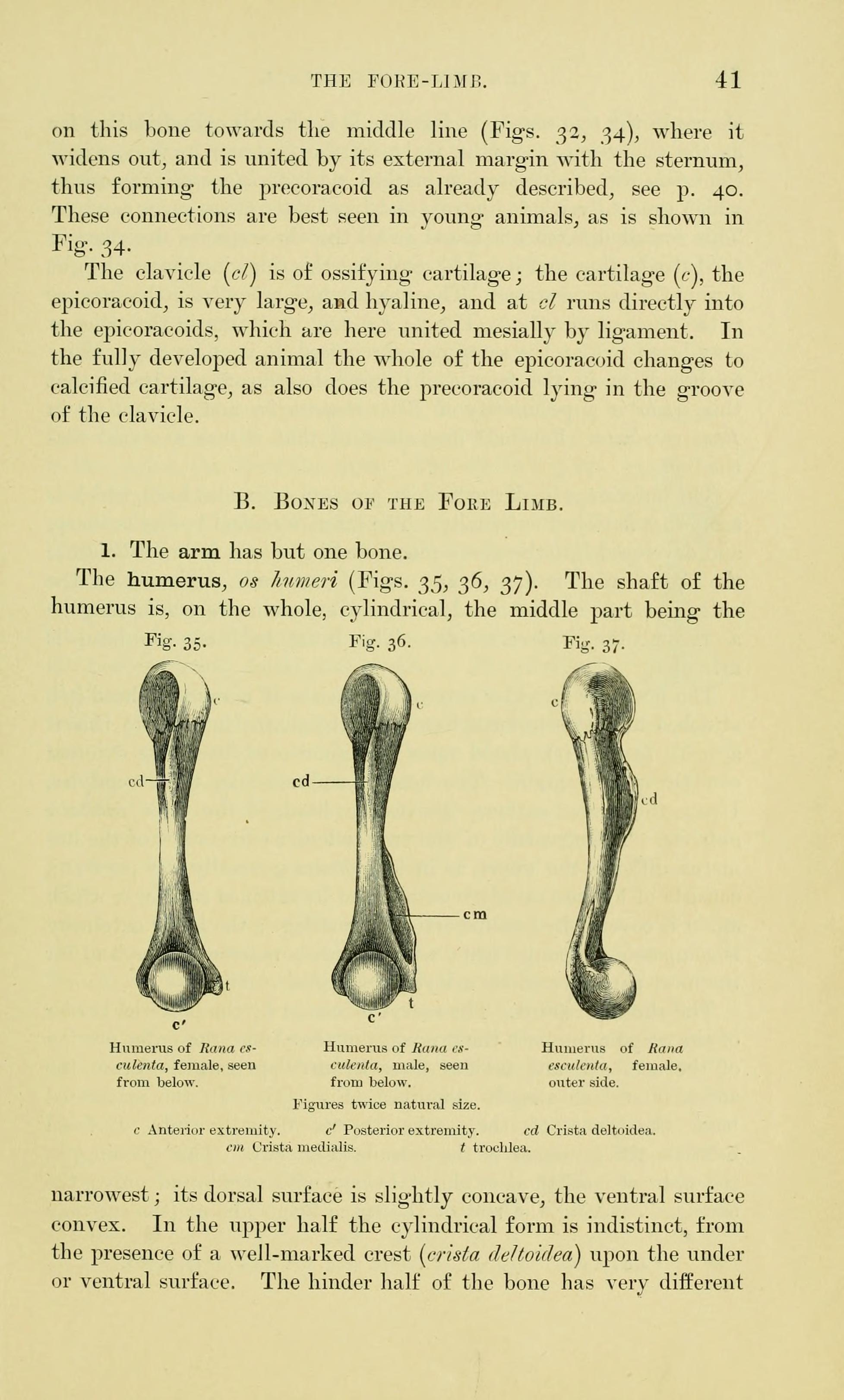 anterior limbs of frog with parts