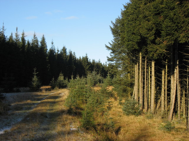 Track in the plantation on Low Capon Edge - geograph.org.uk - 1075874