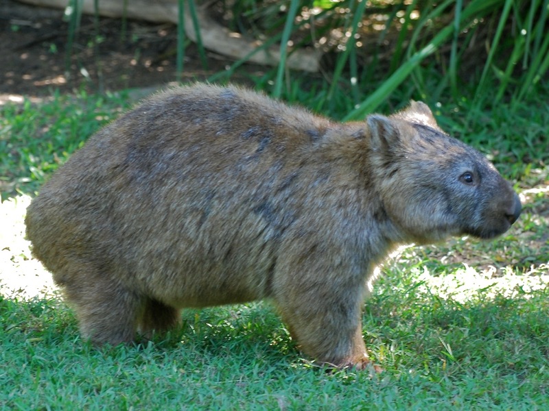 File:Wombat 3.jpg