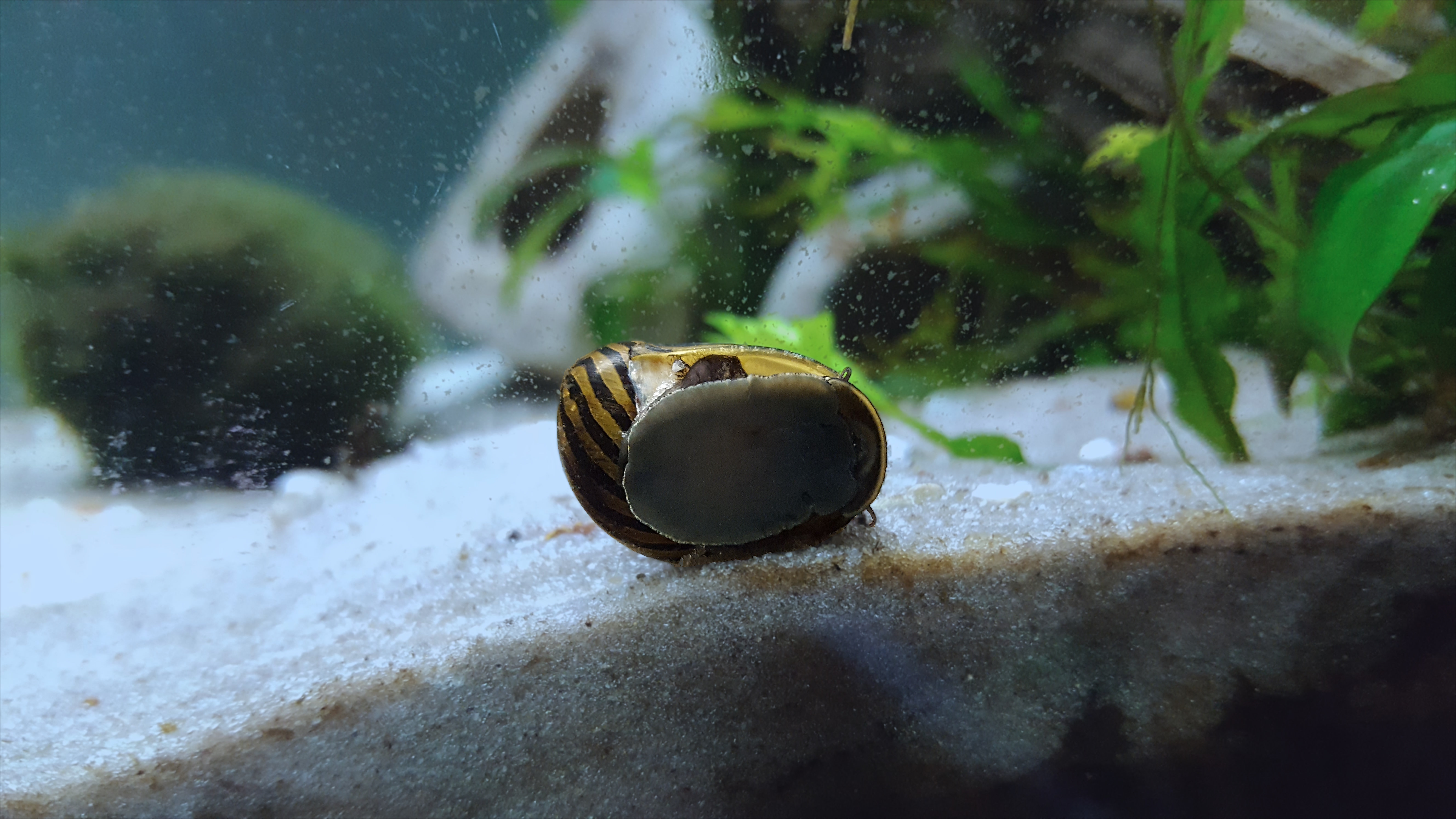 Nerite vs mystery snail