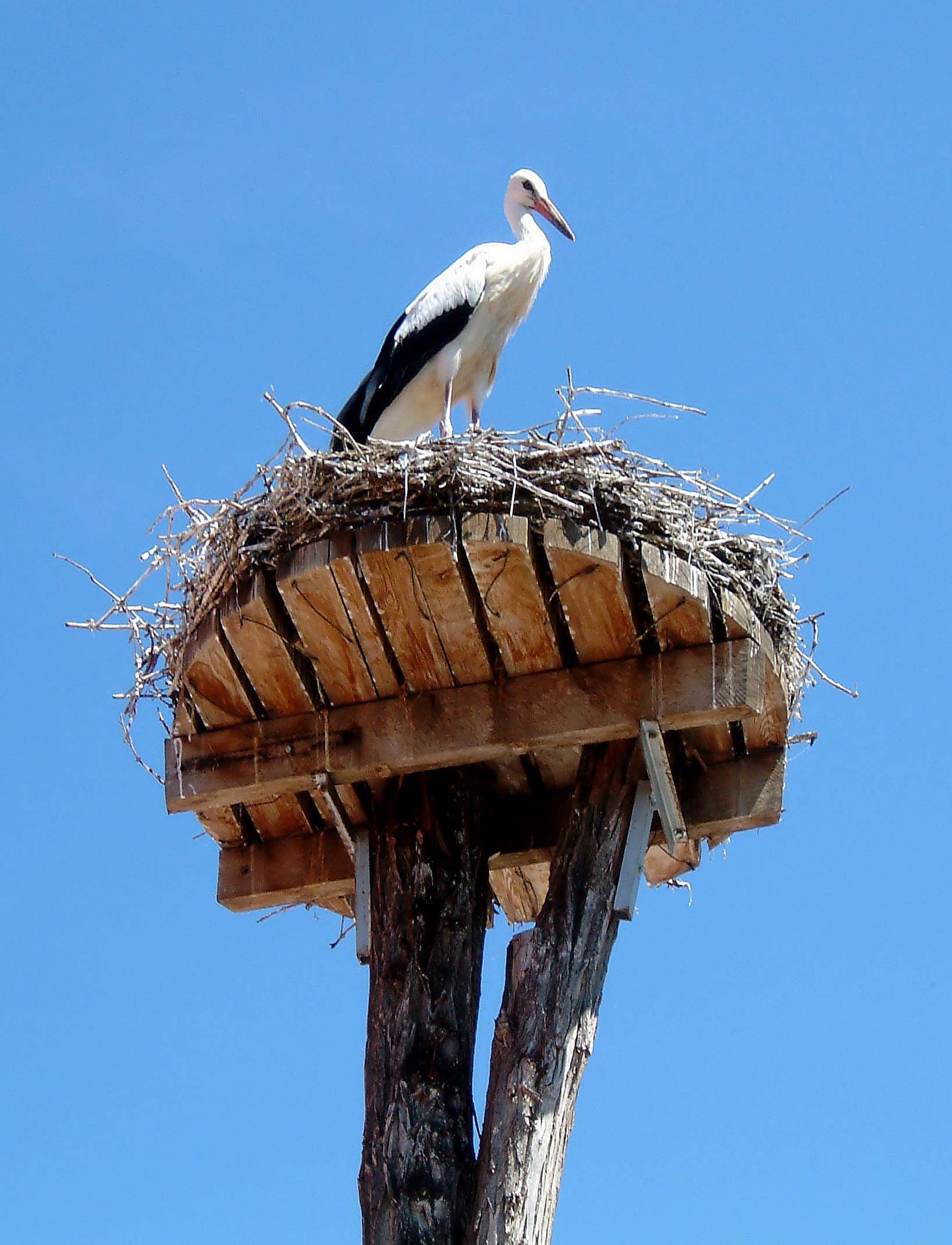 Weißstorch