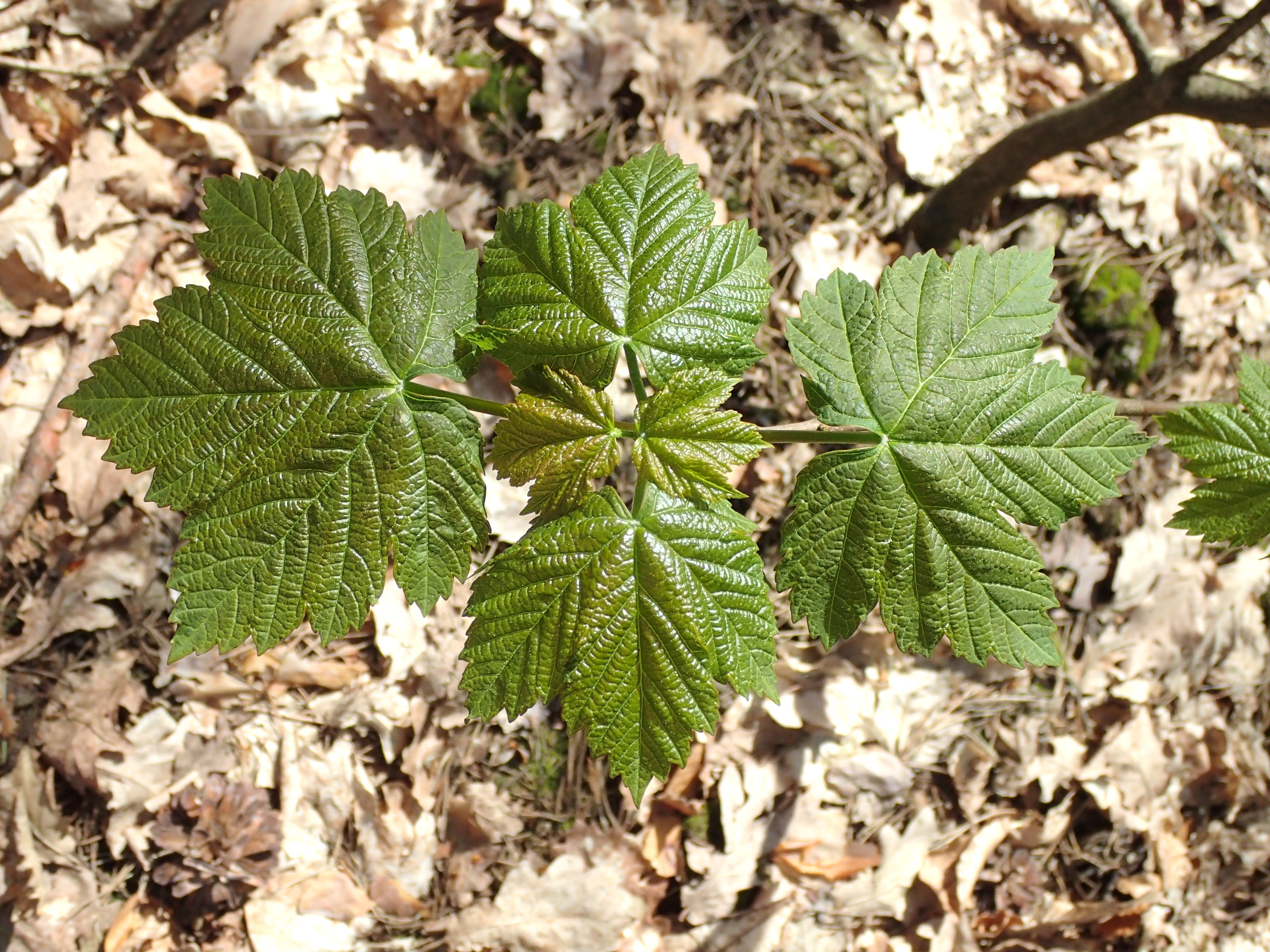 Better leaves 1.20. Acer pseudoplatanus Pruhonice. Acer pseudoplatanus foliis atropurpureis Argenteovariegatis. Acer pseudoplatanus Puget Pink.