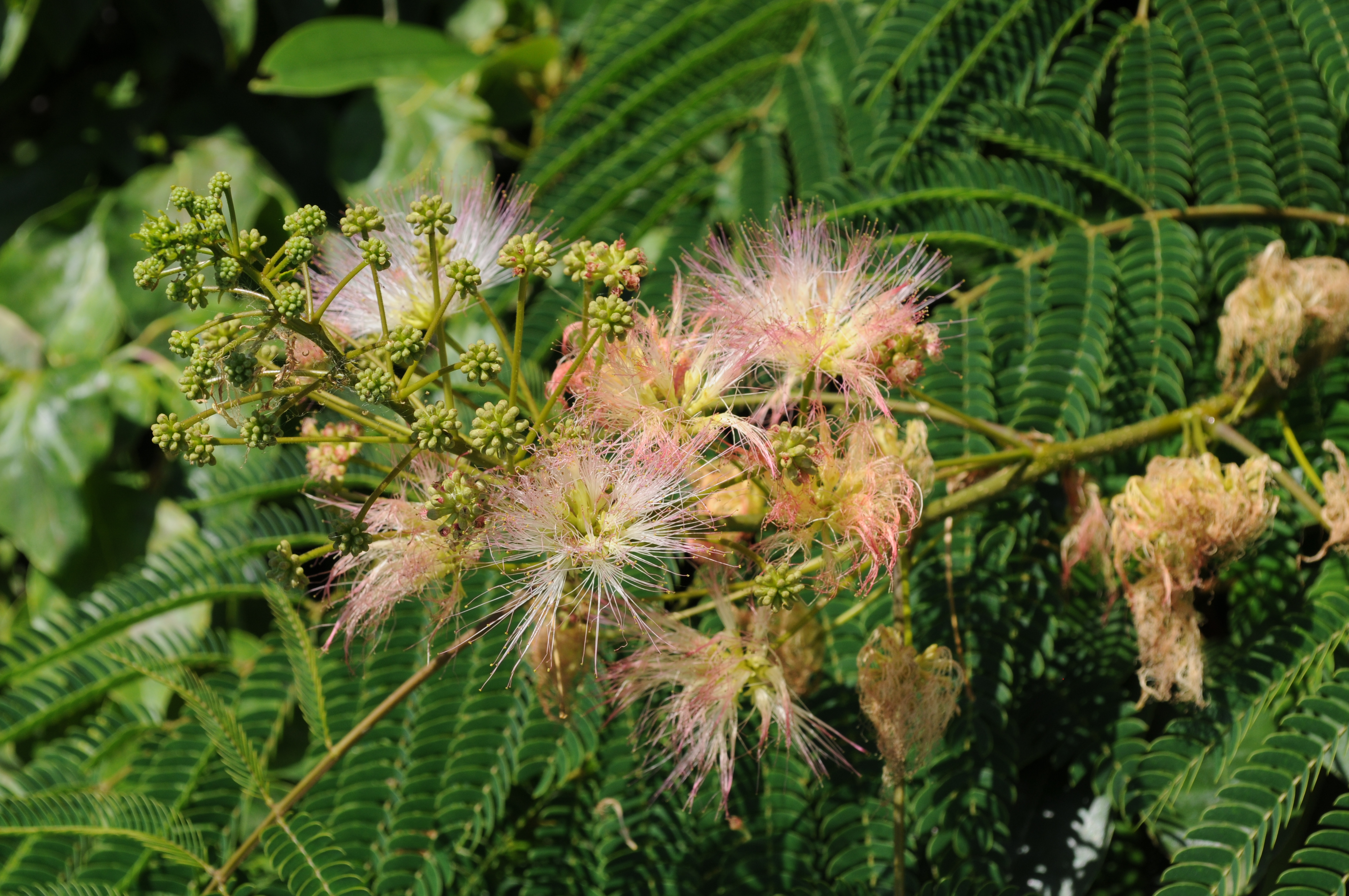 File Albizia Julibrissin Flowers At Hulda Klager Lilac Gardens Jpg