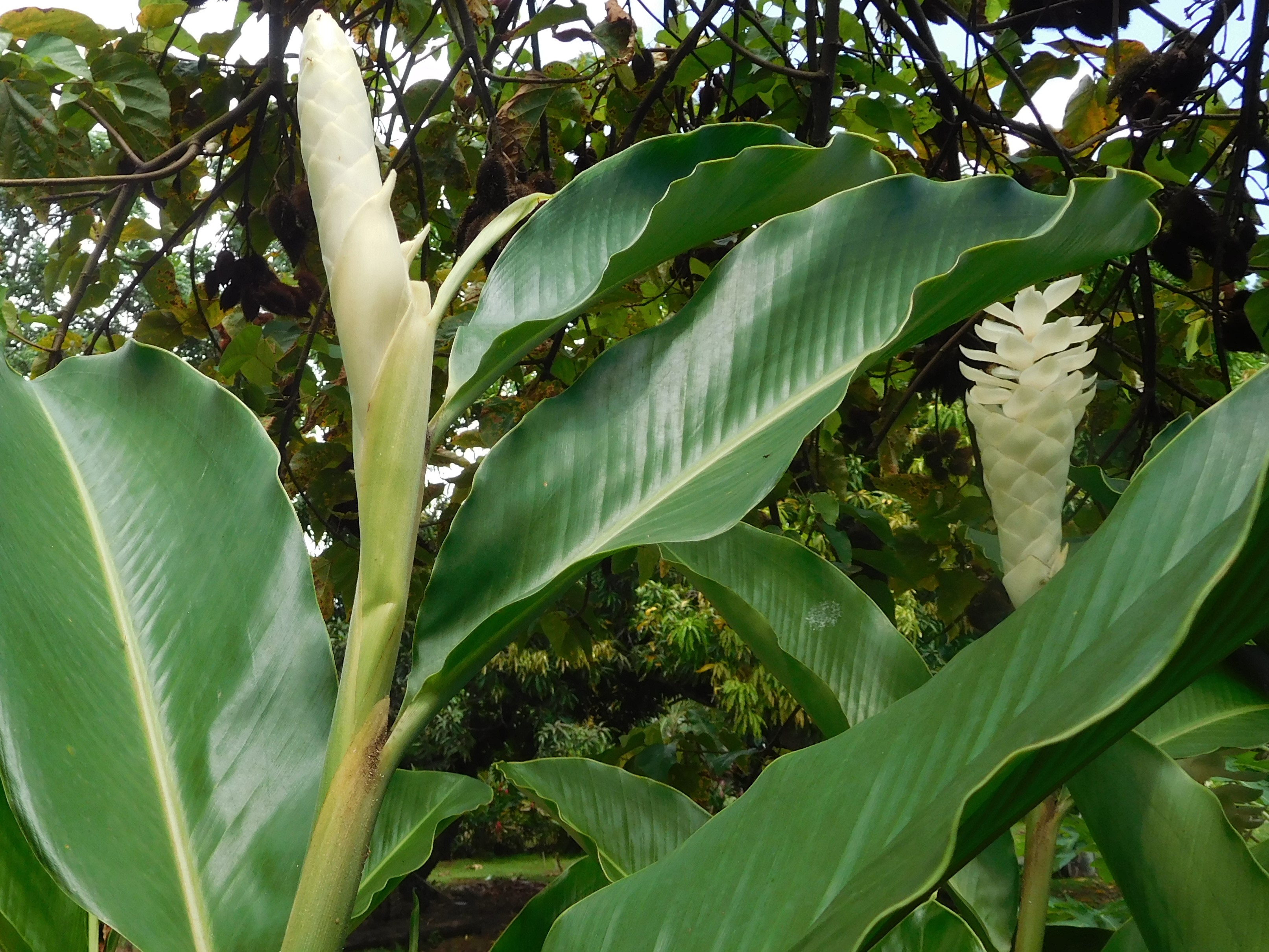 Альпиния 6 букв. Альпиния желтоплодная фото. Перевод слова Alpinia purpurata.