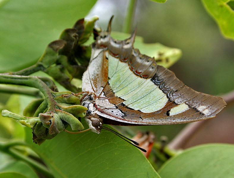 File:Anomalous Nawab (Polyura agraria) on Cassia fistula in Hyderabad W IMG 7172.jpg