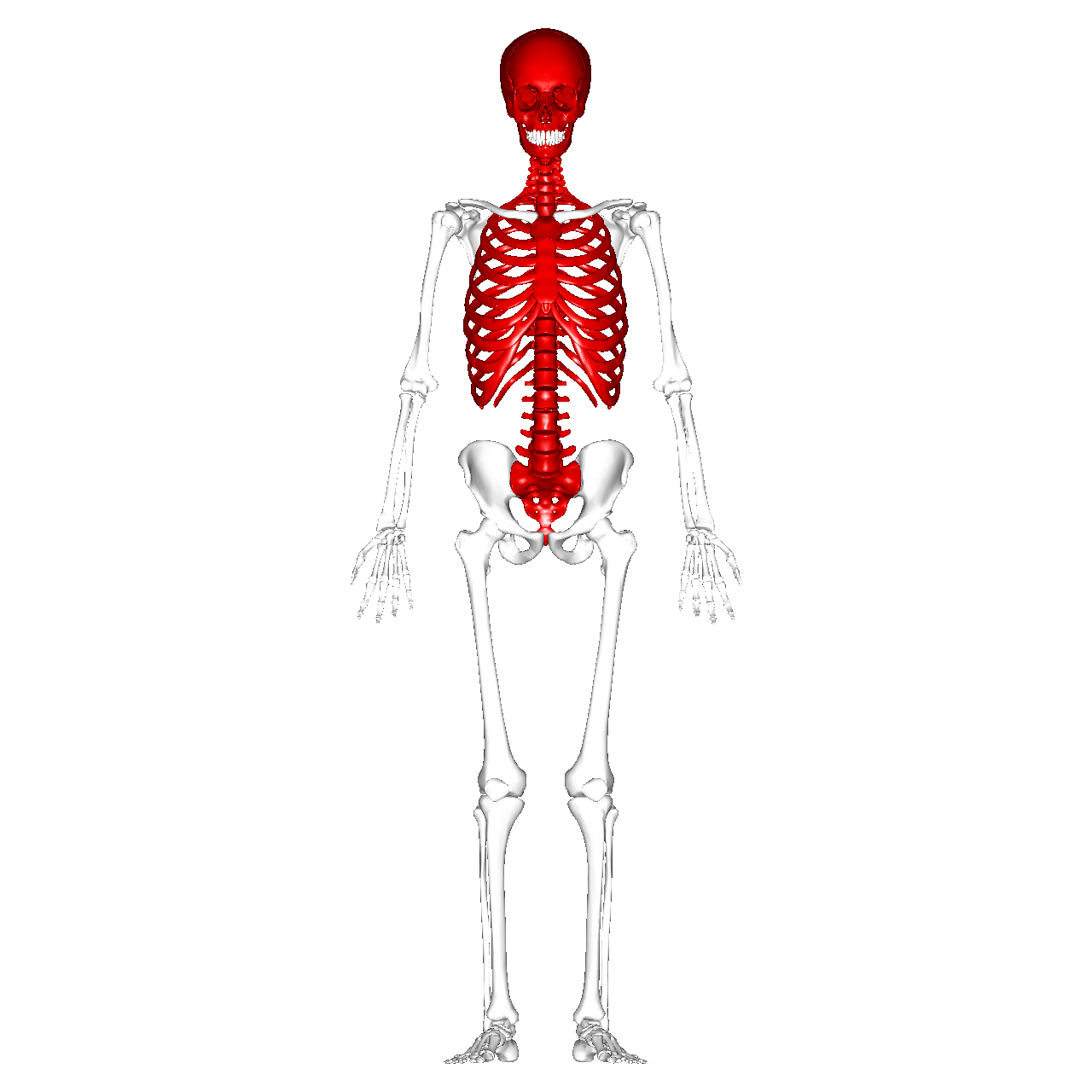 axial skeleton