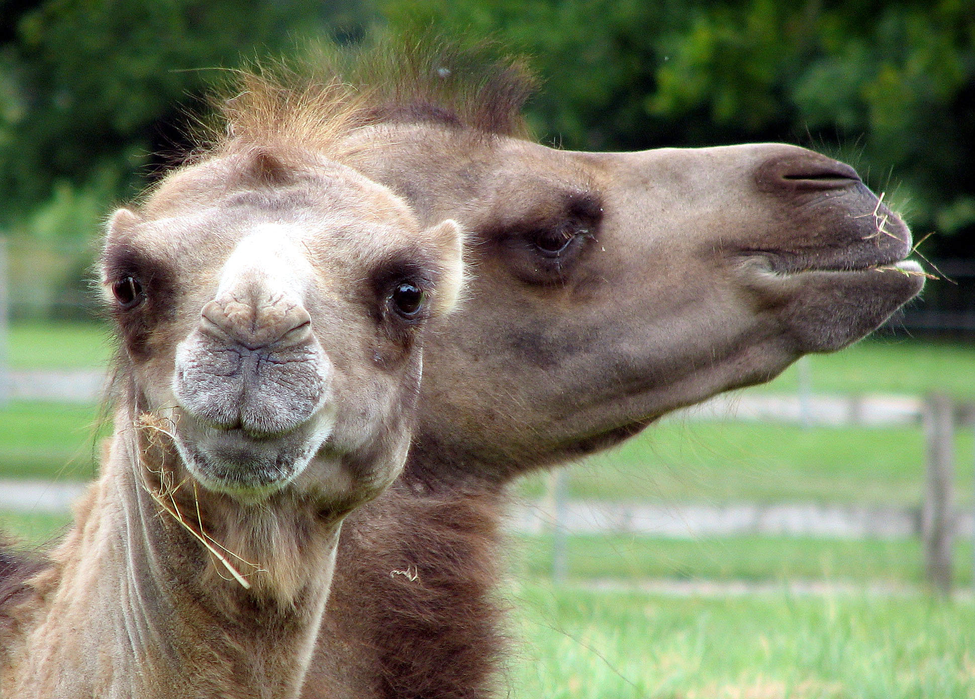 Bactrian Camel