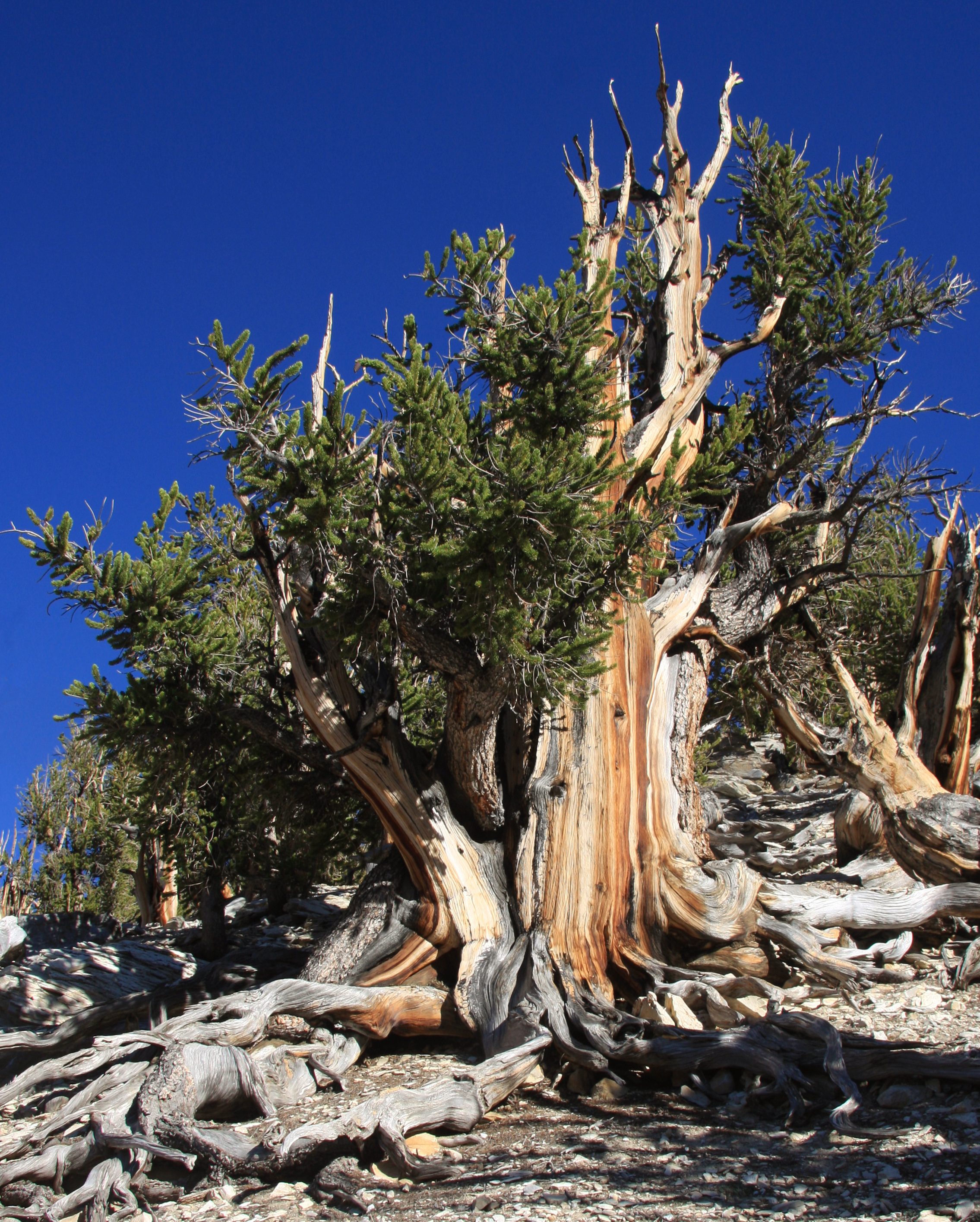 the oldest bristlecone pine tree in world