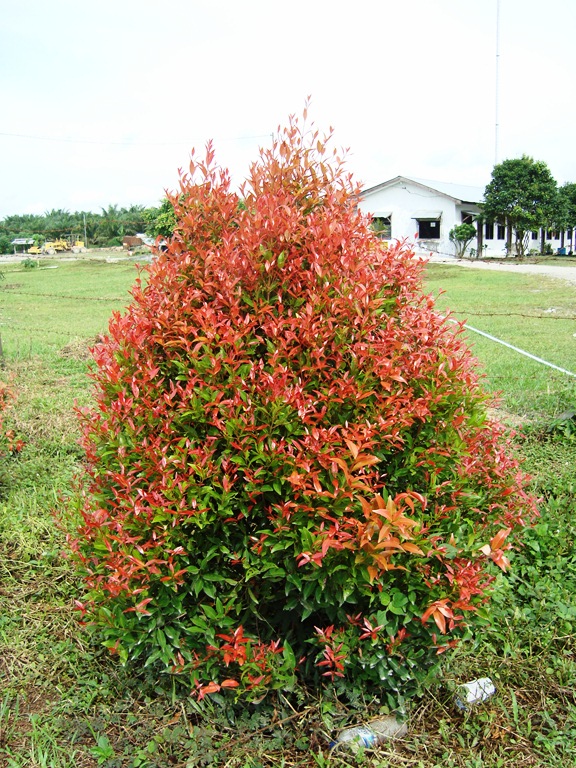 File Bunga  pucuk merah 4 JPG Wikimedia Commons