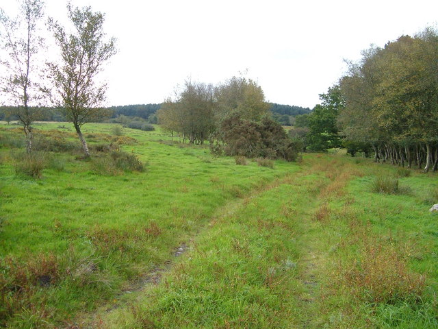 File:Burley Down - geograph.org.uk - 250111.jpg