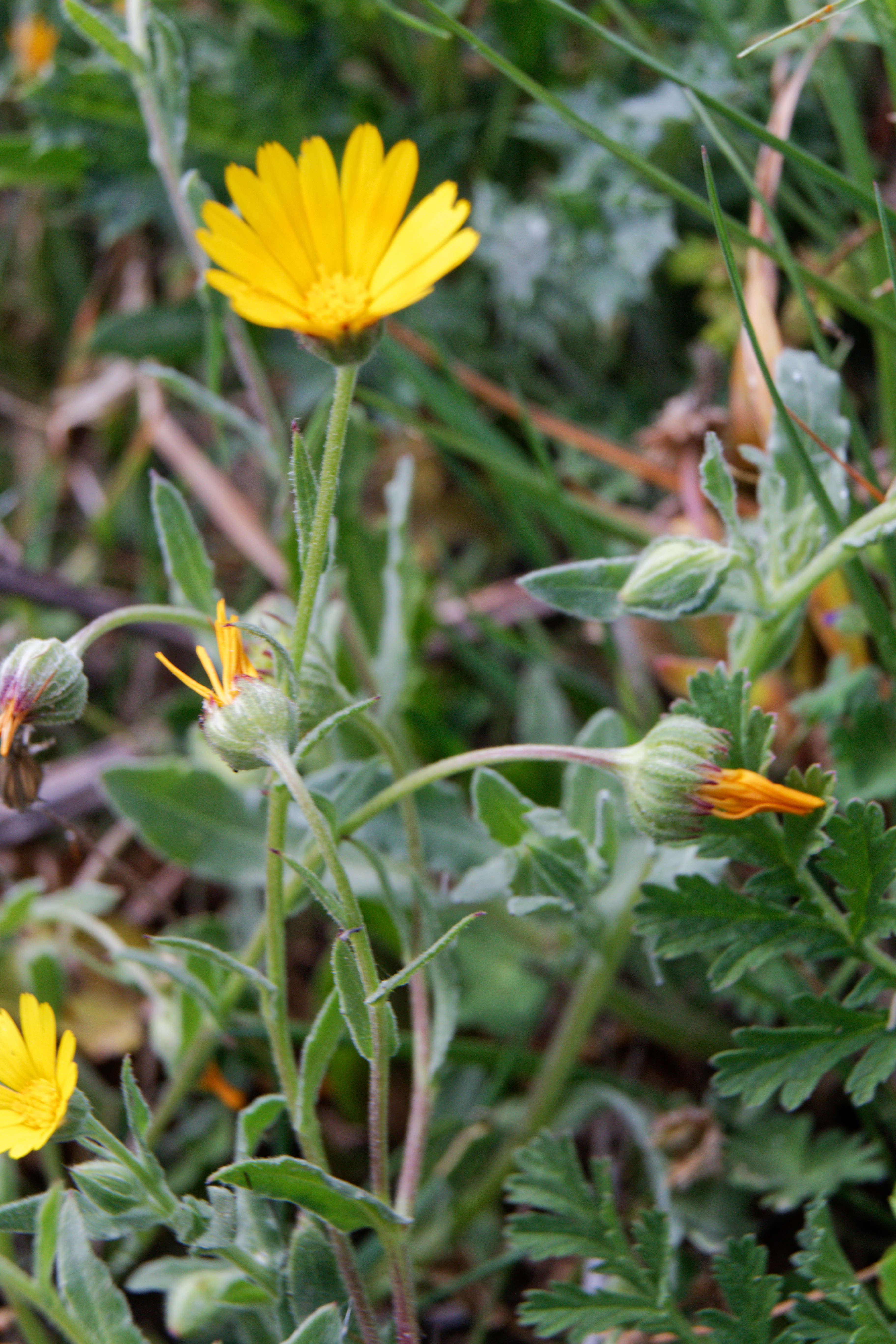 File:Calendula arvensis-Souci des  - Wikimedia Commons