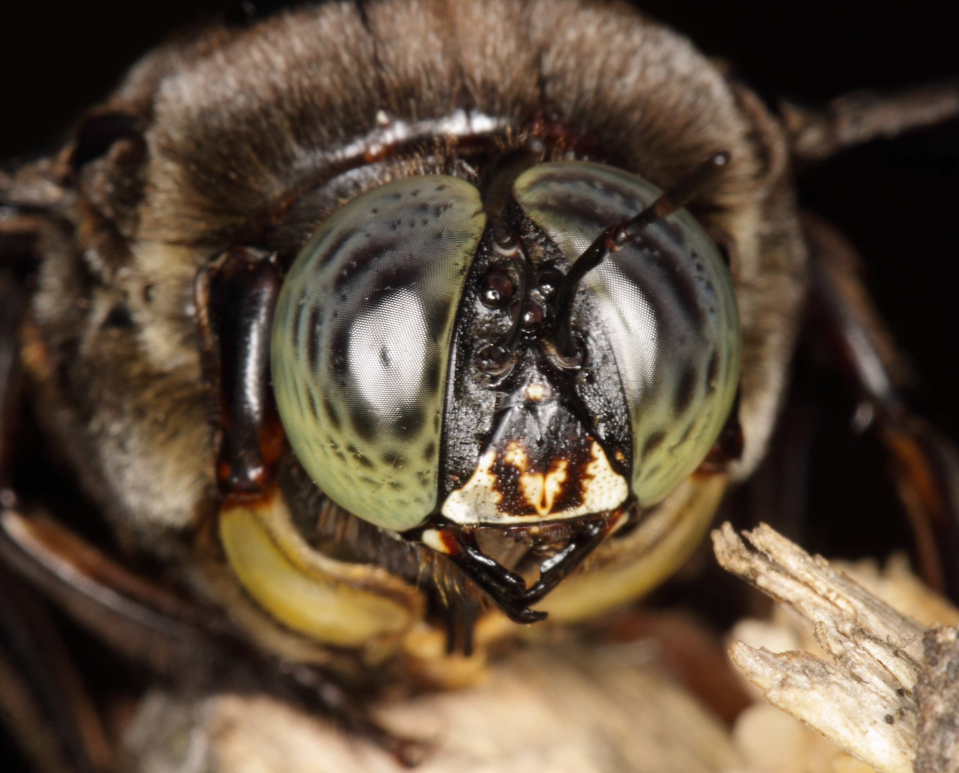 Какая голова пчел. Пчела Xylocopa Latipes. Страшный Шмель. Личинка пчелы плотника.