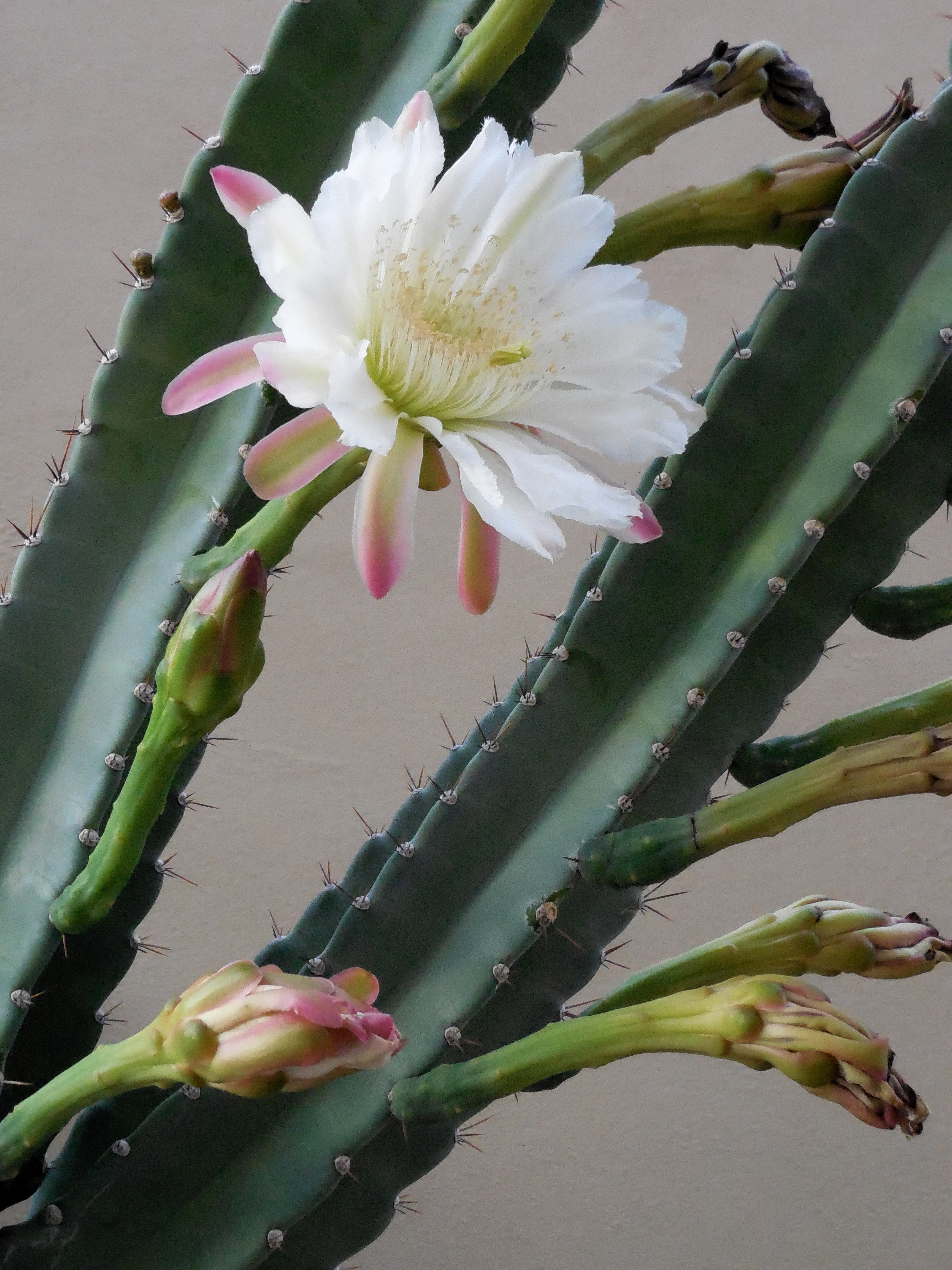 Night-blooming cereus - Wikipedia