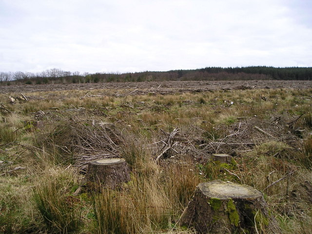 File:Clear-felled Norway Spruce - geograph.org.uk - 714988.jpg