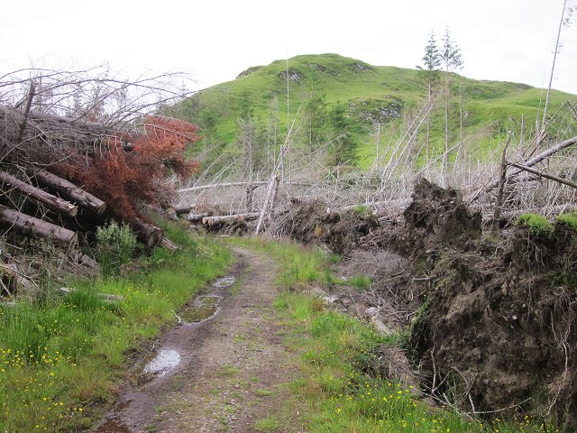 File:Cleared windblow - geograph.org.uk - 3540642.jpg